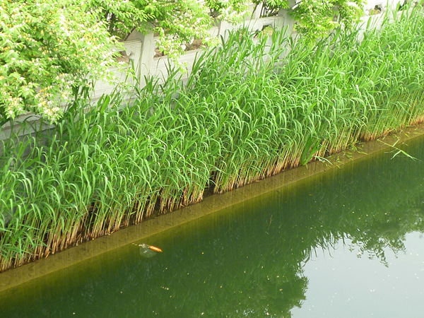 護城河種植的水生植物蘆葦