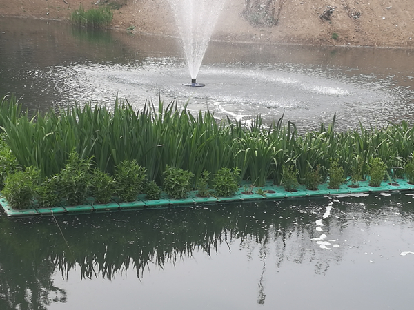 水生植物浮床圖片