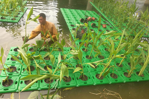 水生植物浮床種植圖片