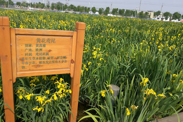 在潛流濕地種植的黃花鳶尾