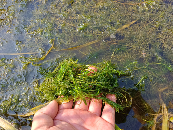 沉水植物苗圃基地圖片