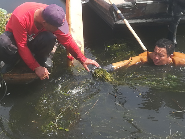 沉水植物采挖現(xiàn)場實拍