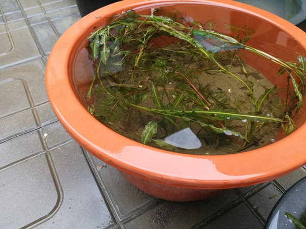 沉水植物越冬樣本