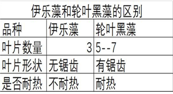 伊樂藻和輪葉黑藻的區別