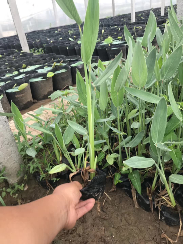 再力花營養缽苗基地實拍