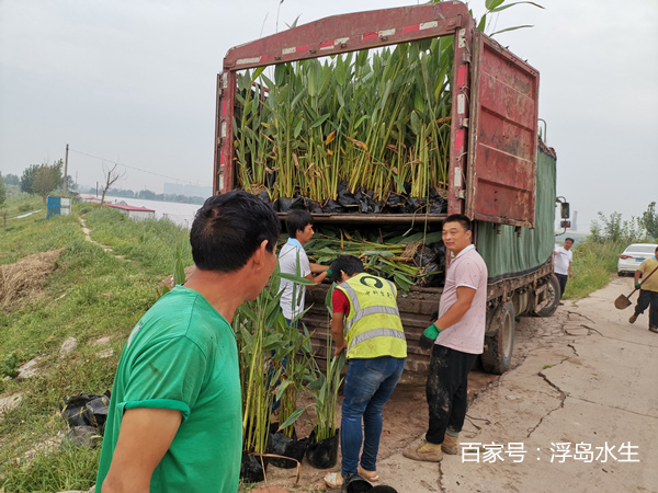 再力花施工種植現場實拍