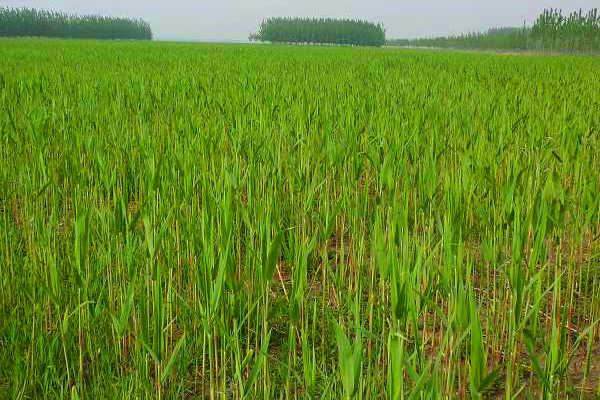 蘆葦基地實拍