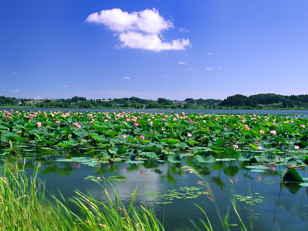 水生植物景觀效果