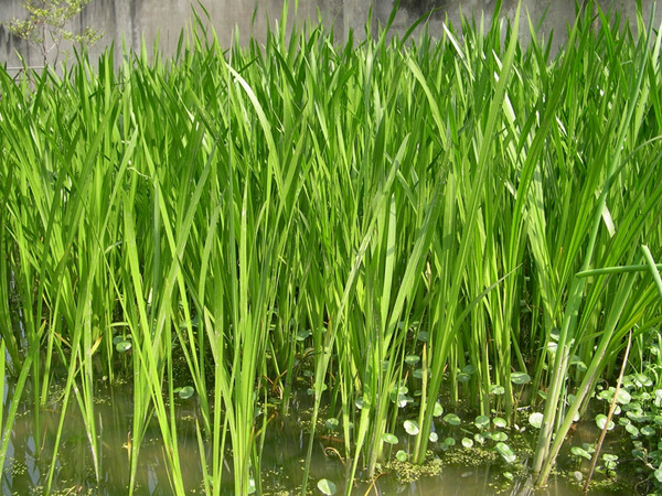 適合潛流濕地水生植物菖蒲