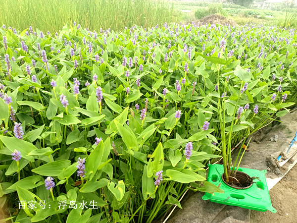 適合潛流濕地水生植物品種梭魚草