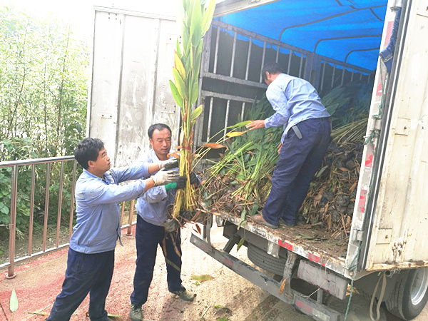 再力花卸車圖片