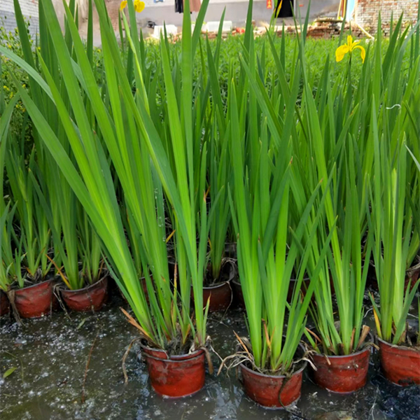 人工浮島用水生植物-黃菖蒲