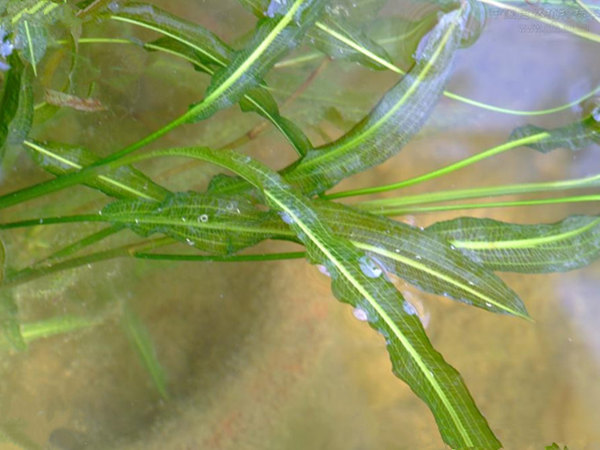 沉水植物馬來(lái)眼子菜