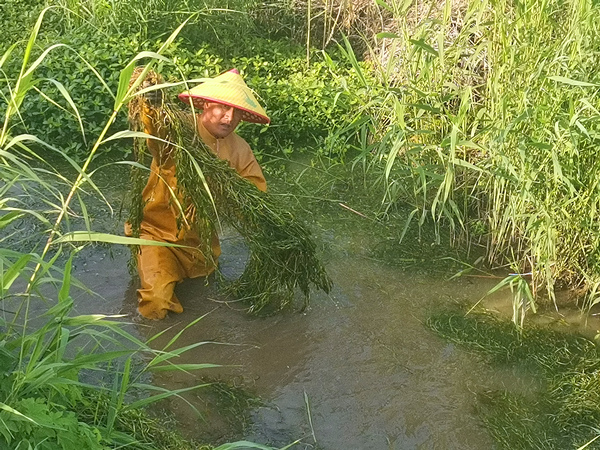 采挖菹草苗