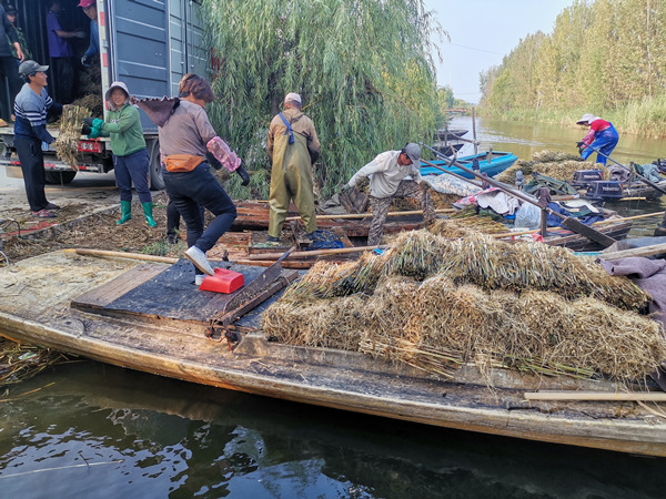 蘆葦苗裝車中