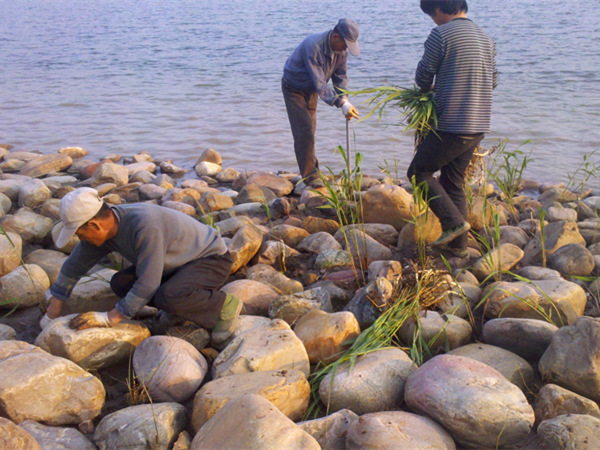 河道邊石頭縫隙種植蘆葦實拍