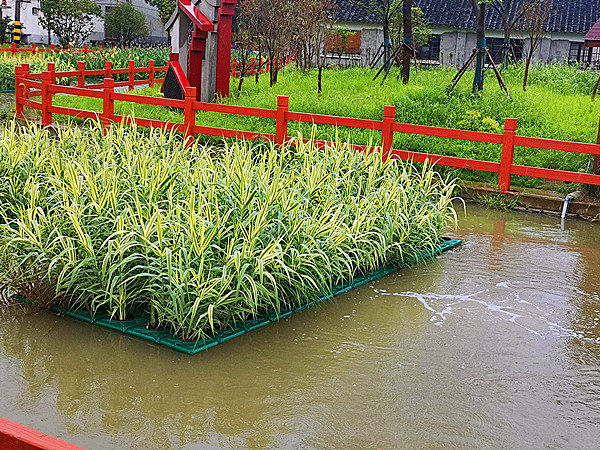 花葉蘆竹人工浮島效果